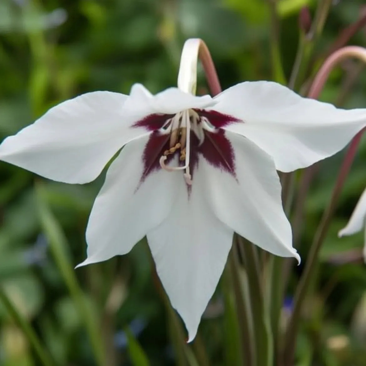 Acidanthera callianthus - 60 løg
