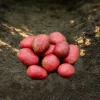 Alouette Rød læggekartofler - 1,5 kg (middel tidlig)