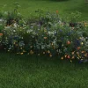 Blomsterblanding - Blomstereng 25 m2