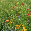 Blomsterblanding - Hurtig blanding, 30 m2