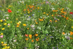Blomsterblanding - Hurtig blanding, 30 m2