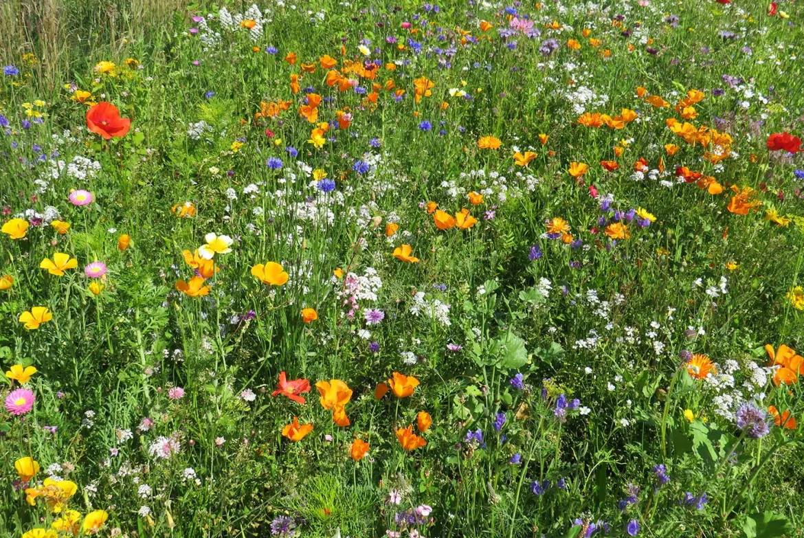 Blomsterblanding - Hurtig blanding, 30 m2