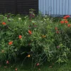 Blomsterblanding, Insektparadis - 30 m2
