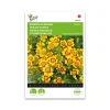 Buzzy® French Marigold Starfire