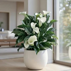 Calla Zantedeschia Albomaculata hvid - 1 løg