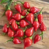 Chili frø "Biquinho"