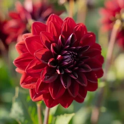 Dahlia 