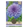 Dahlia "Blue Boy" - 1 knold