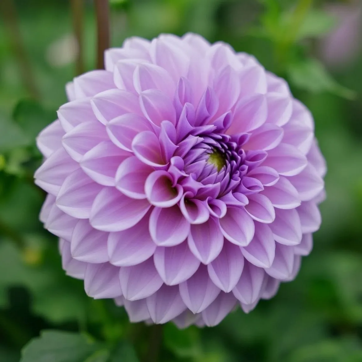 Dahlia "Blue Boy" - 1 knold