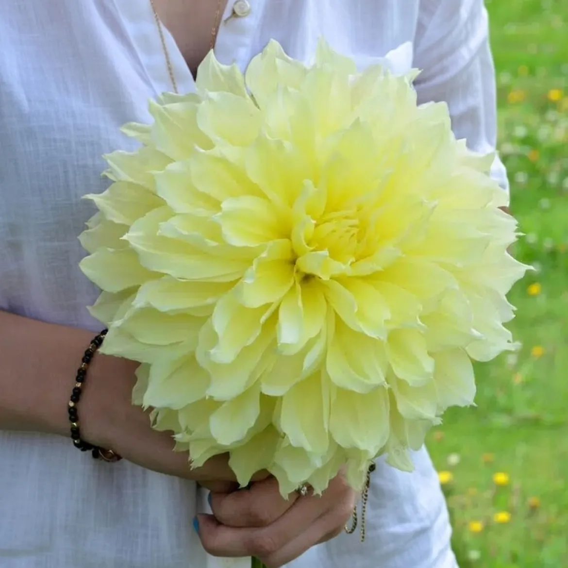 Dahlia "Kelvin Floodlight XXL" - 1 knold
