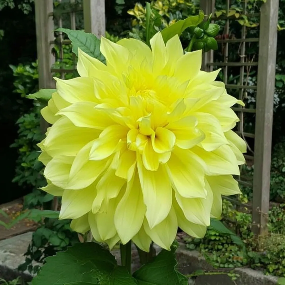 Dahlia "Kelvin Floodlight XXL" - 1 knold