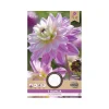 Dahlia "Luca Johanna" - 1 knold