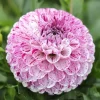 Dahlia "Marble Ball" - 1 knold