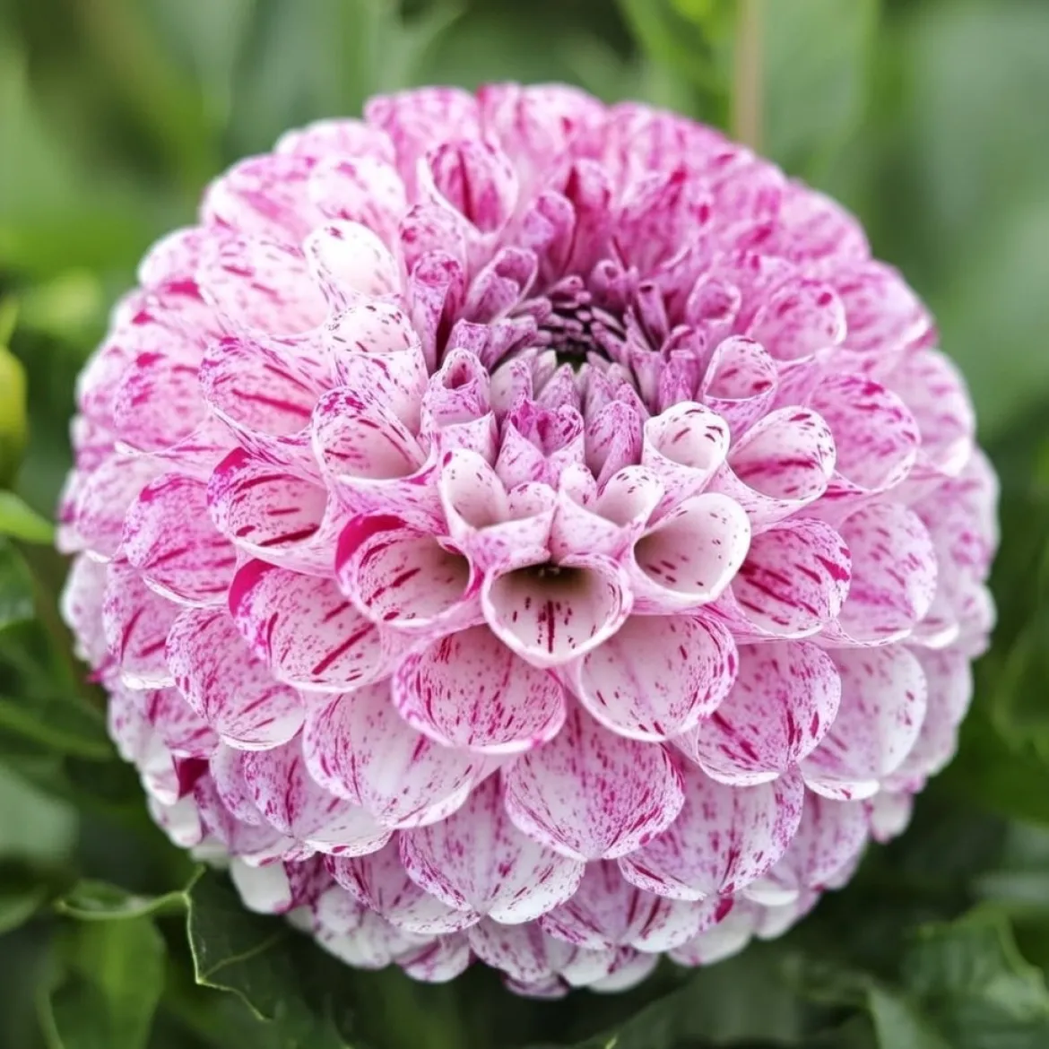 Dahlia "Marble Ball" - 1 knold