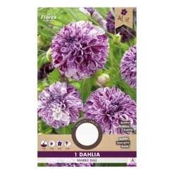 Dahlia "Marble Ball" - 1 knold