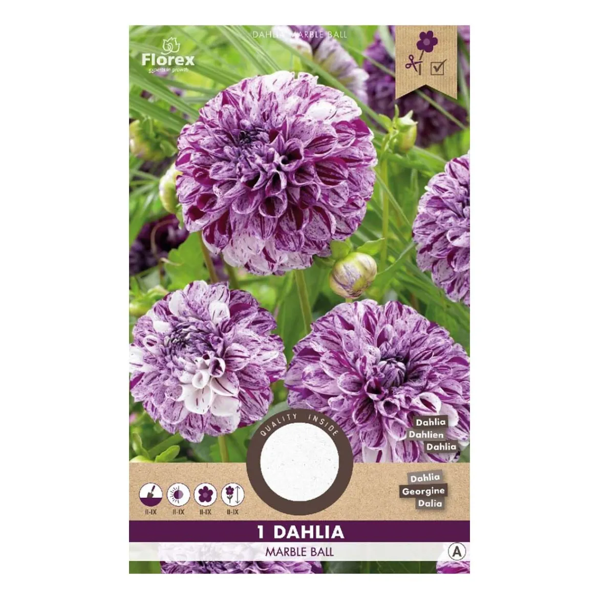 Dahlia "Marble Ball" - 1 knold