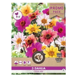 Dahlia "Olivia Mix" - 3 knolde