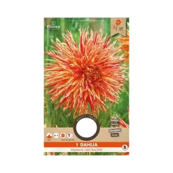 Dahlia 
