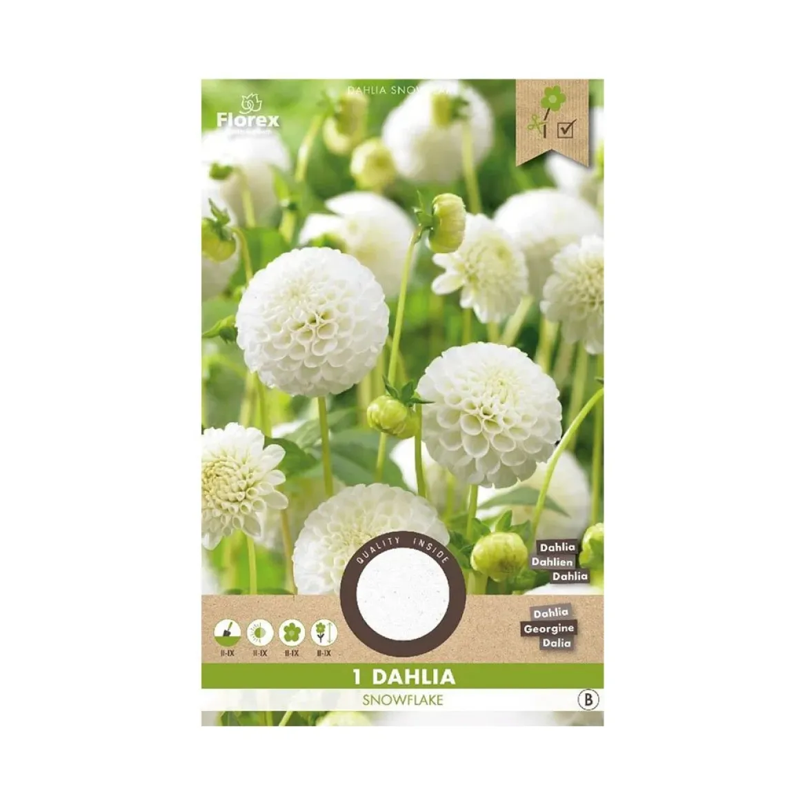 Dahlia "Snowflake Pompon" - 1 knold