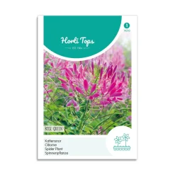 Edderkoppeplante frø - "Rose Queen"