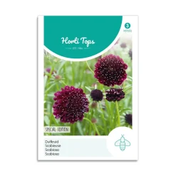 Enkeblomst frø "Deep Purple"