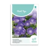 Karpaterklokke frø "Campanula"