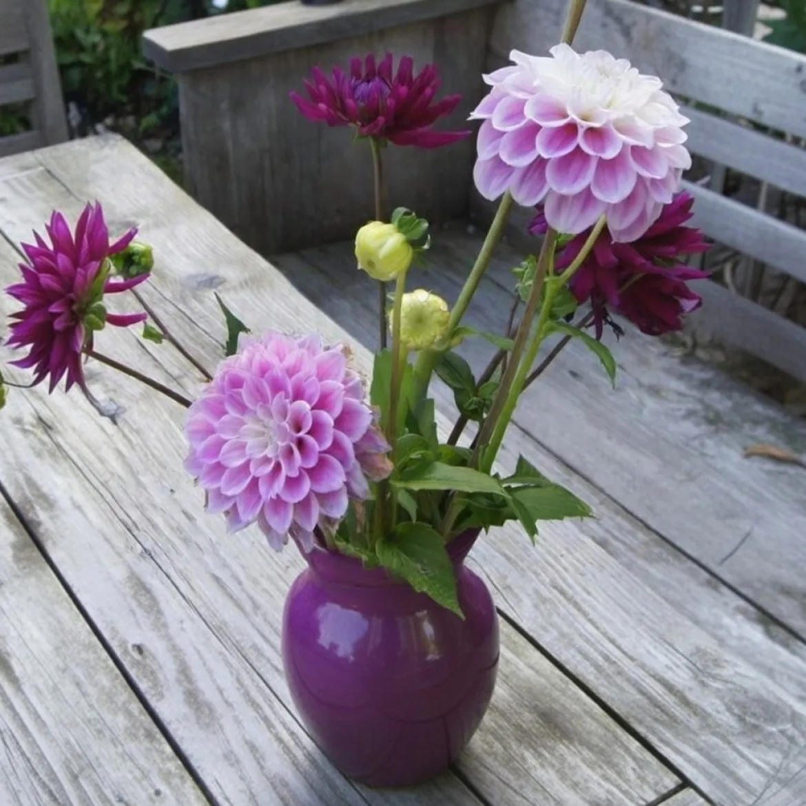 Økologisk Dahlia "Sandra" - 1 knold