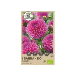 Økologisk Dahlia