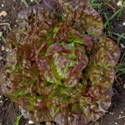 Økologisk Hovedsalat frø, Merveille des 4 saisons