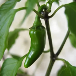 Økologisk Jalapeno frø