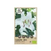 Økologisk Lilje, Oriental White - 1 løg