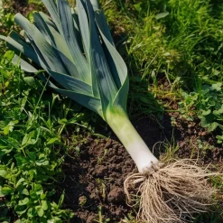 Økologisk Porre frø, Leek Herfstreuzen 2 Hannibal