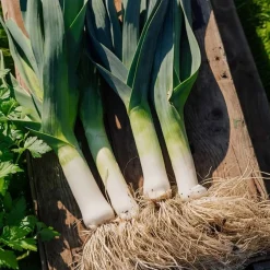 Økologisk Porre frø, Leek Herfstreuzen 2 Hannibal