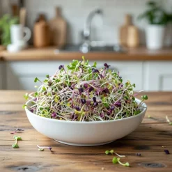 Økologisk spicy salatmix spirer frø - 250 g