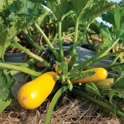 Økologisk squash frø, Yellowfin F1