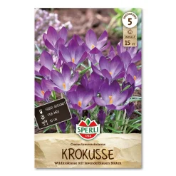 Krokus 'Tommasinianus'
