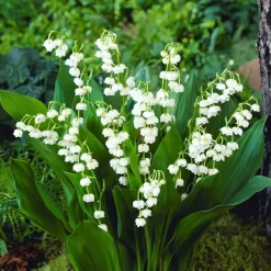 Liljekonval Convallaria majalis - 5 løg
