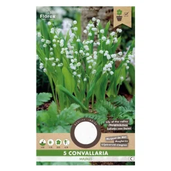 Liljekonval Convallaria majalis - 5 løg