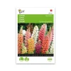 Lupin dværg blanding frø "Minarette" - Buzzy