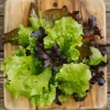 Mix Salat frø