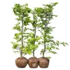 Nordic Gardens færdig bøgehæk "Fagus" - 140 cm