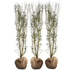 Nordic Gardens færdig ligusterhæk - "Liga" - 140 cm