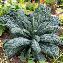 Palmekål frø, Nero di Toscana