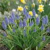 Perlehyacint 'Muscari Armeniacum'