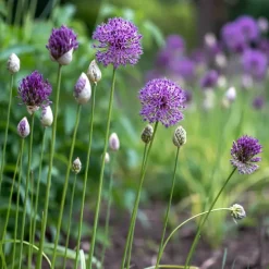 Prydløg 'Purple Sensation'