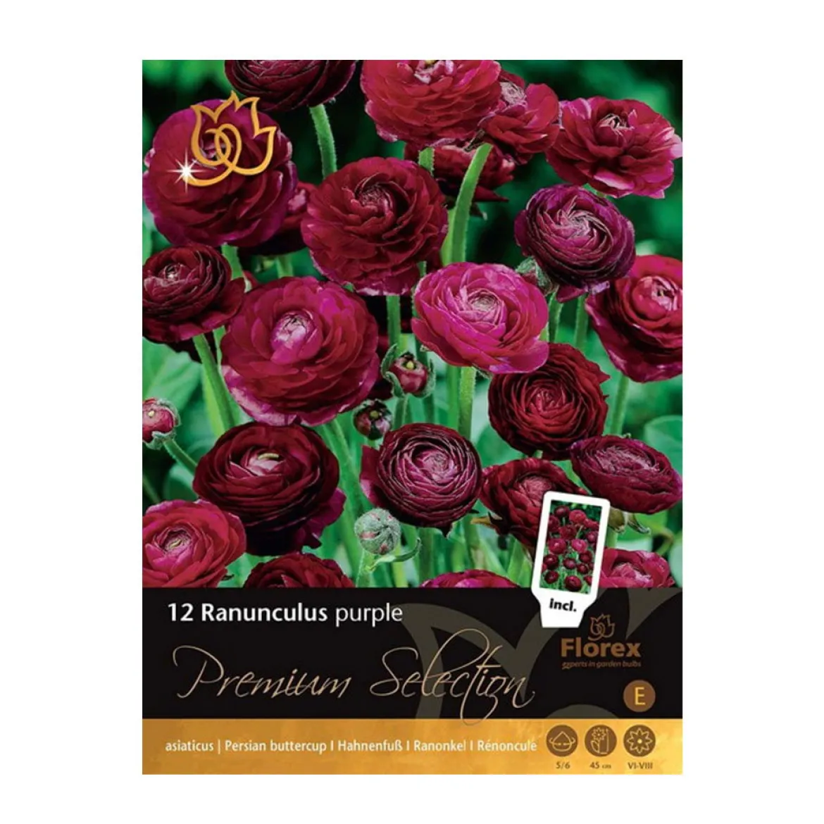 Ranunkler blomsterløg, lilla - 12 stk.
