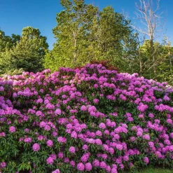 Rhododendronjord - 40 liter