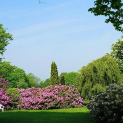Rhododendronjord - 40 liter