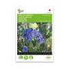 Ærteblomst frø, Royal Family Blue