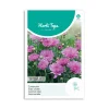 Sommer Asters frø " Bambina Rose"